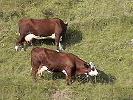 vaches