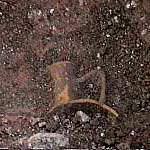 Fragment d'aigui&egrave;re